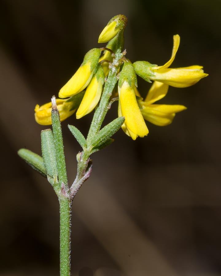 Trigonella altissima (=Melilotus altissimus) / Meliloto altissimo